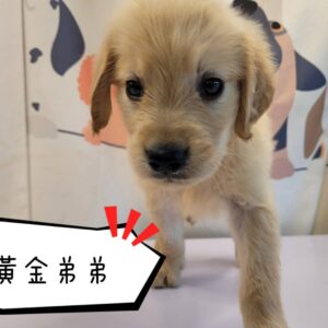 黃金獵犬